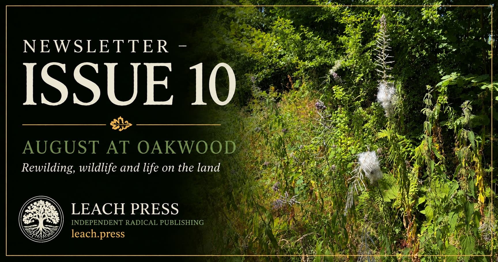 Newsletter Issue 10 – August at Oakwood
