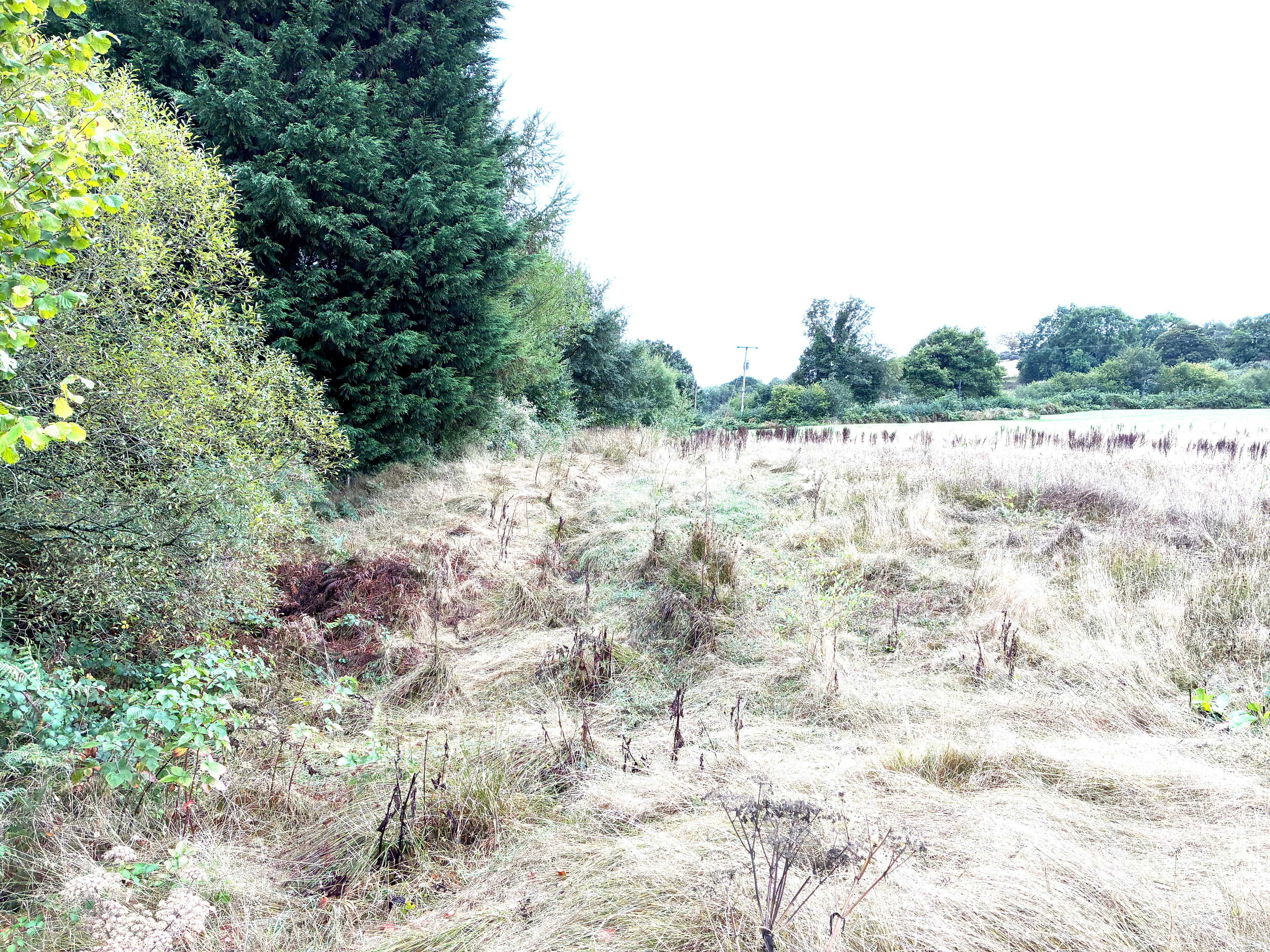 Oakwood photograph 35, September 2026 appendix