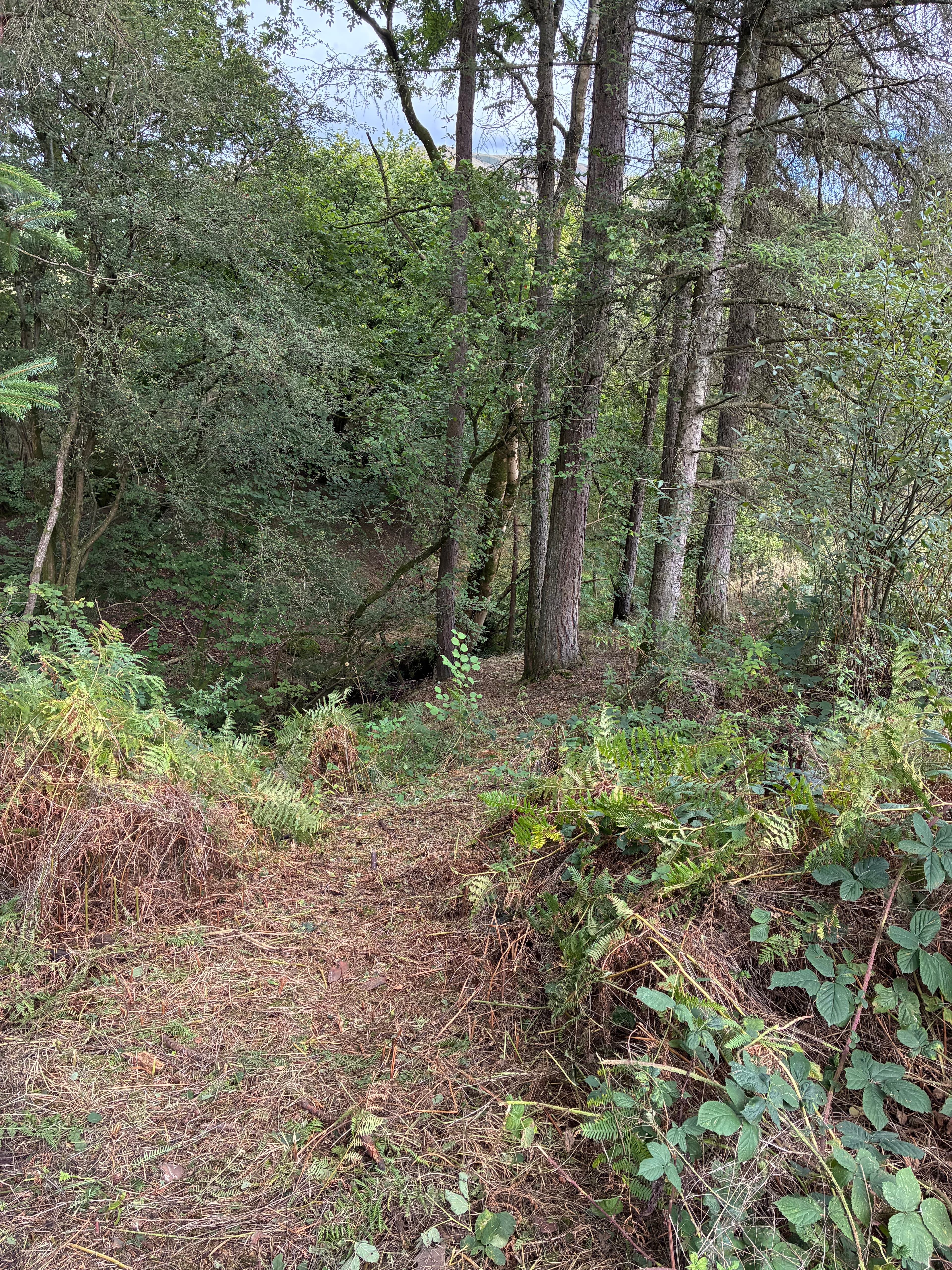 Oakwood photograph 24, September 2026 appendix