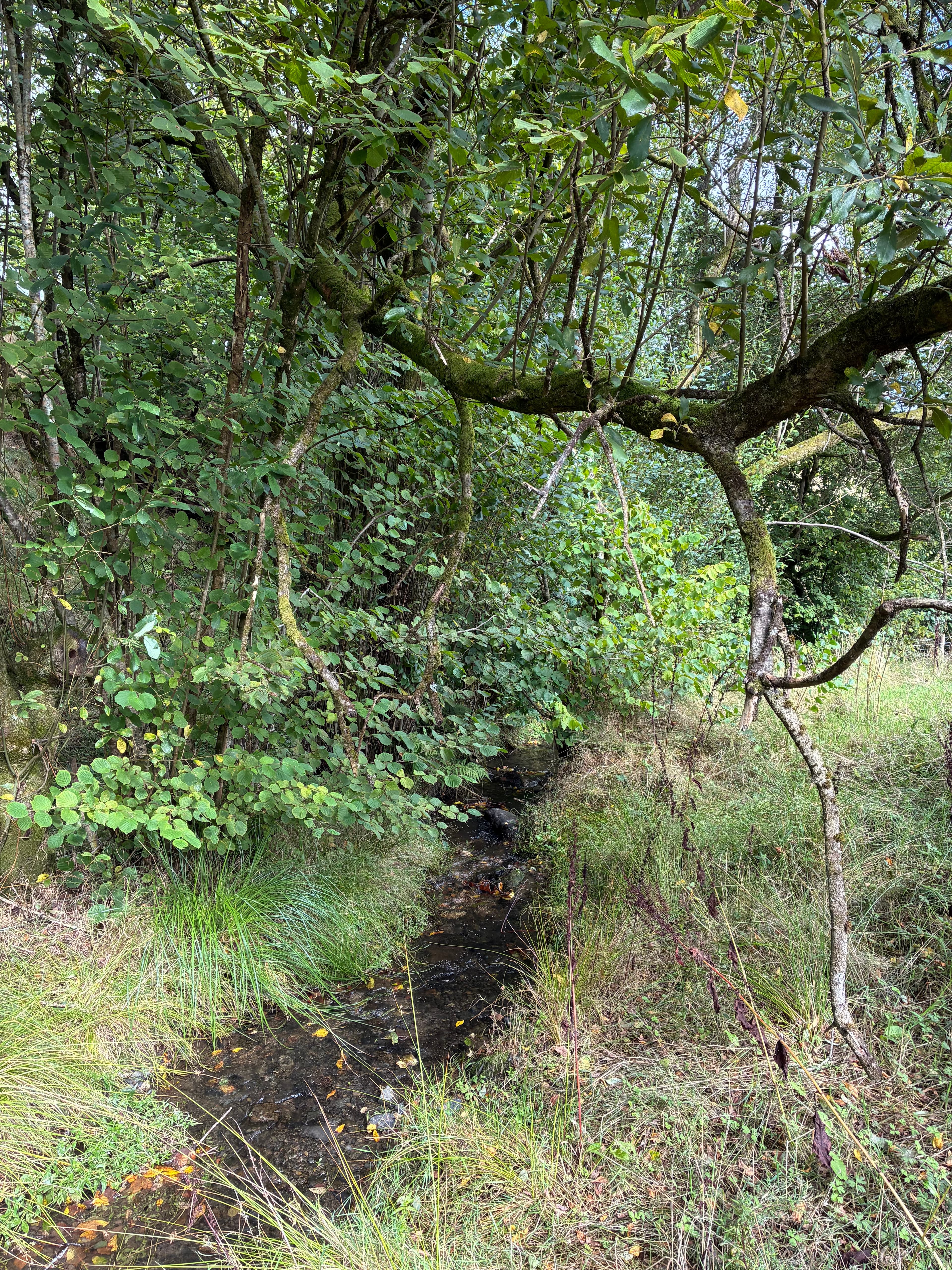 Oakwood photograph 27, September 2026 appendix