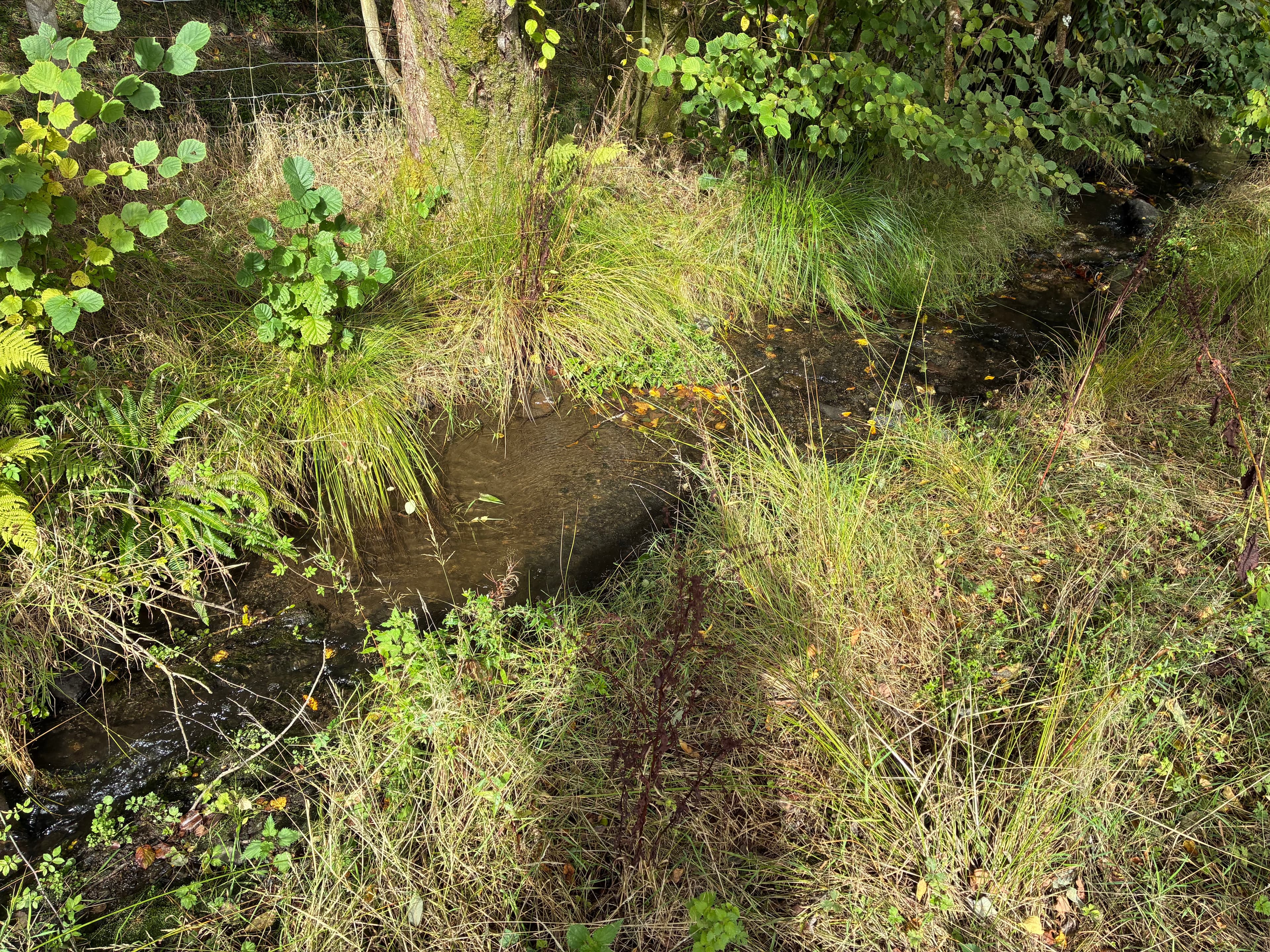 Oakwood photograph 28, September 2026 appendix
