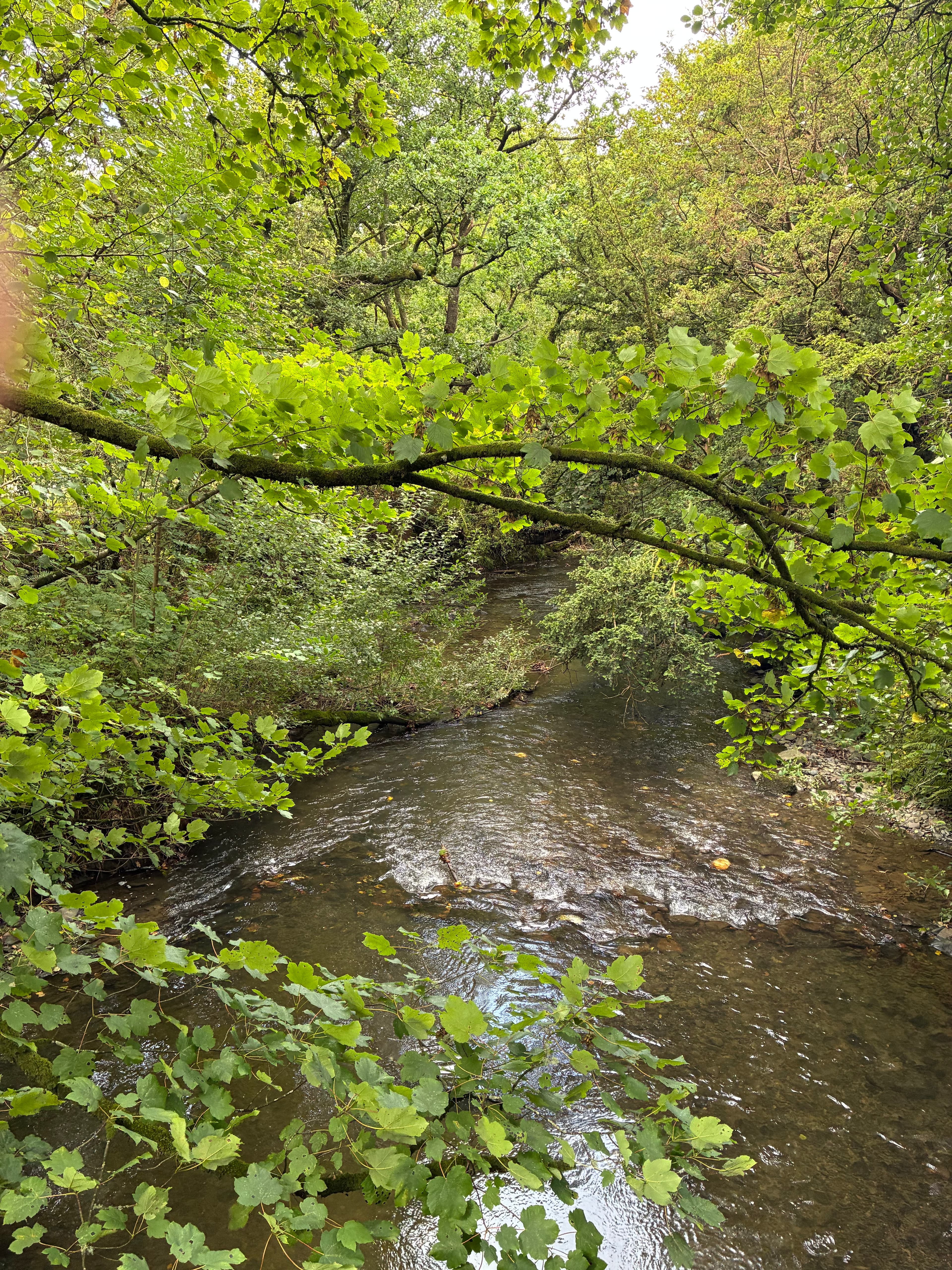 Oakwood photograph 18, September 2026 appendix