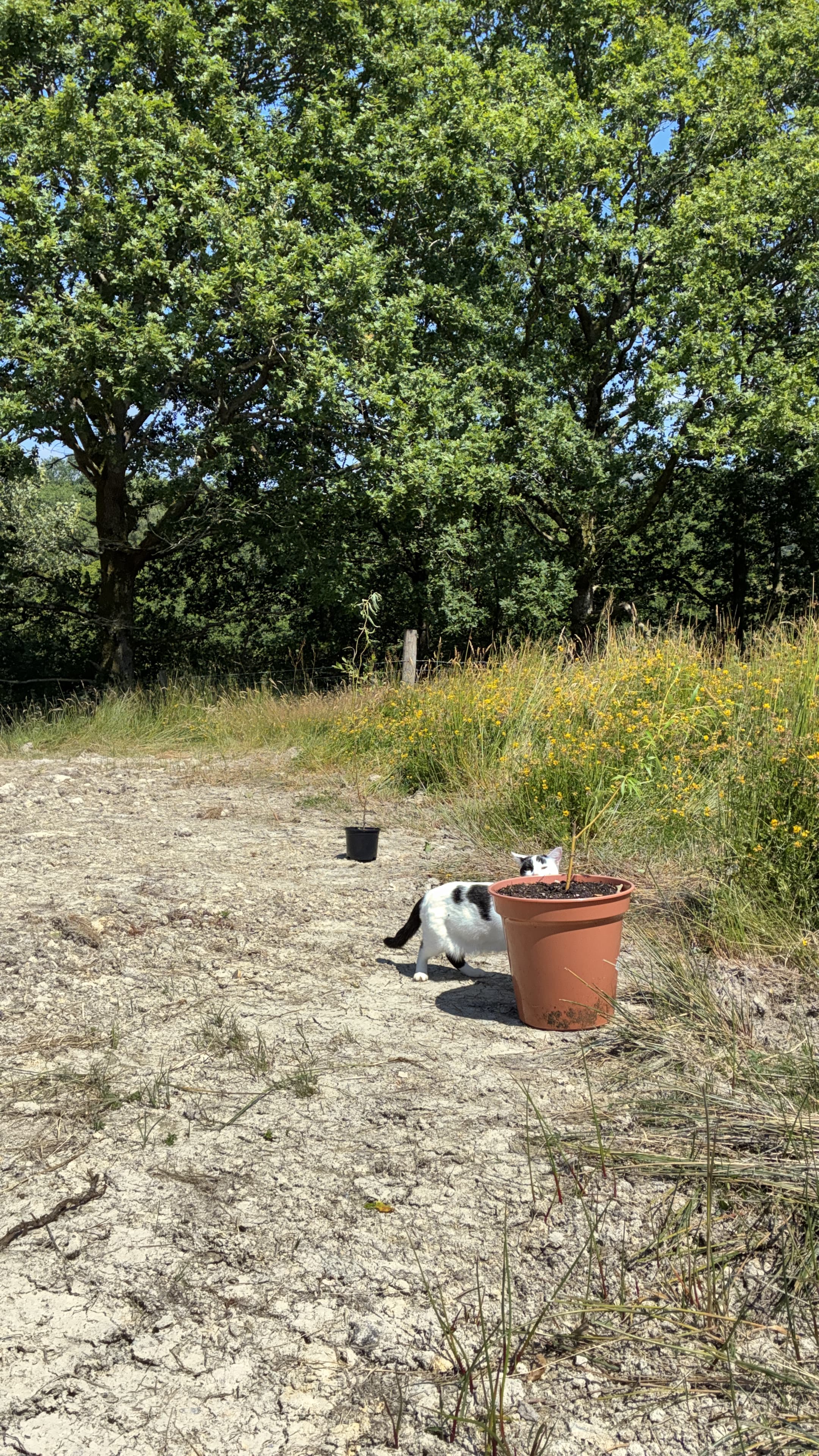 Oakwood during July 2026 – Issue 8 photograph 1