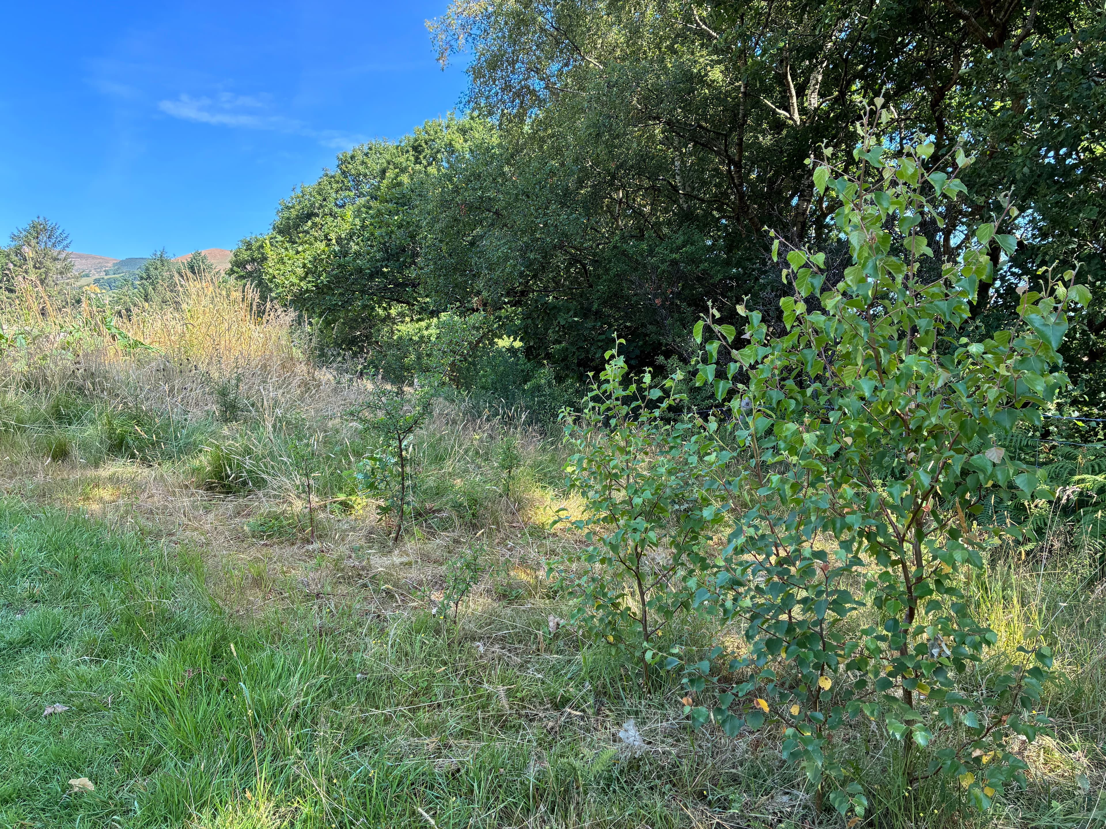 Oakwood during July 2026 – Issue 8 photograph 14