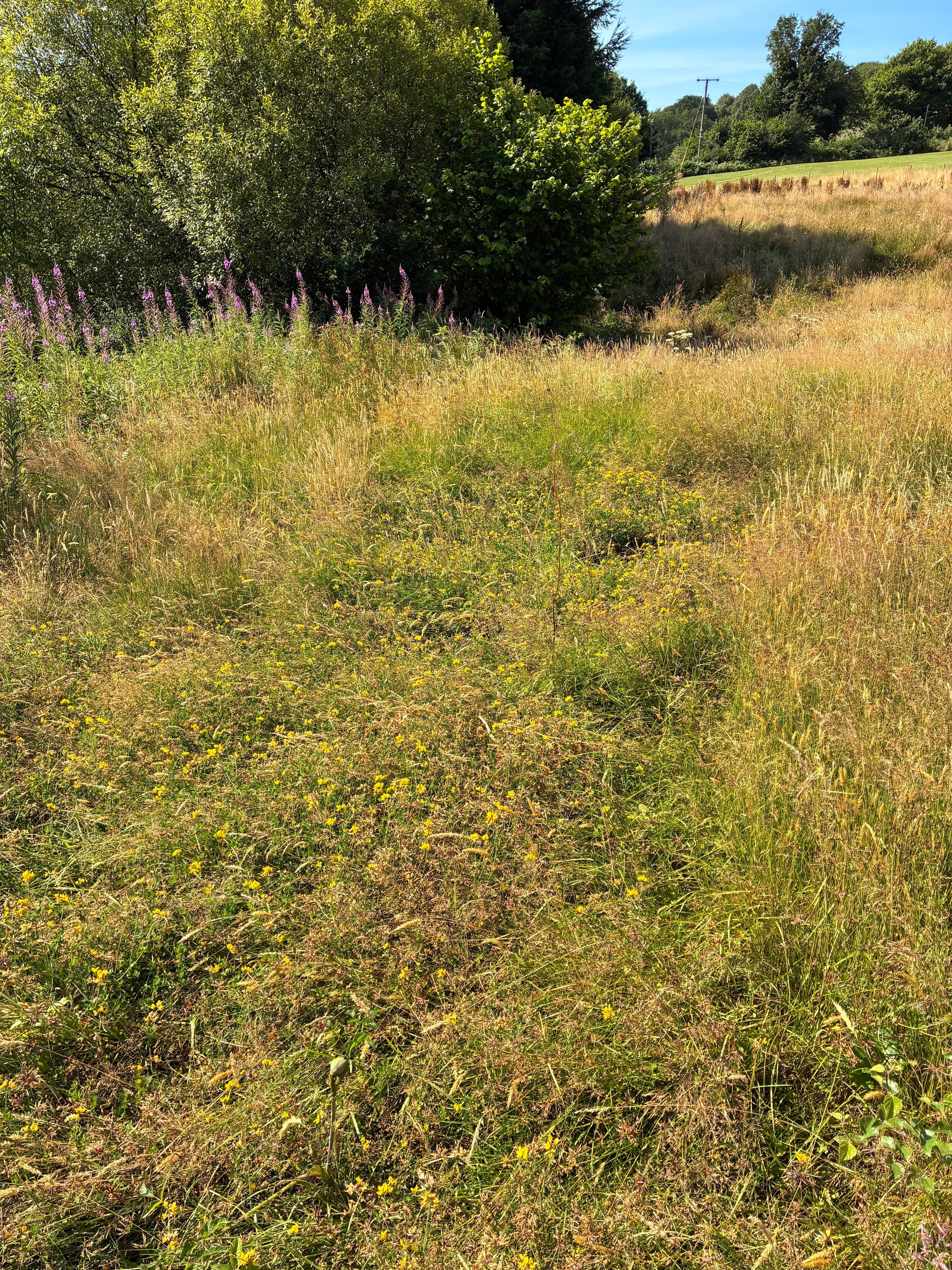 Oakwood during July 2026 – Issue 8 photograph 16
