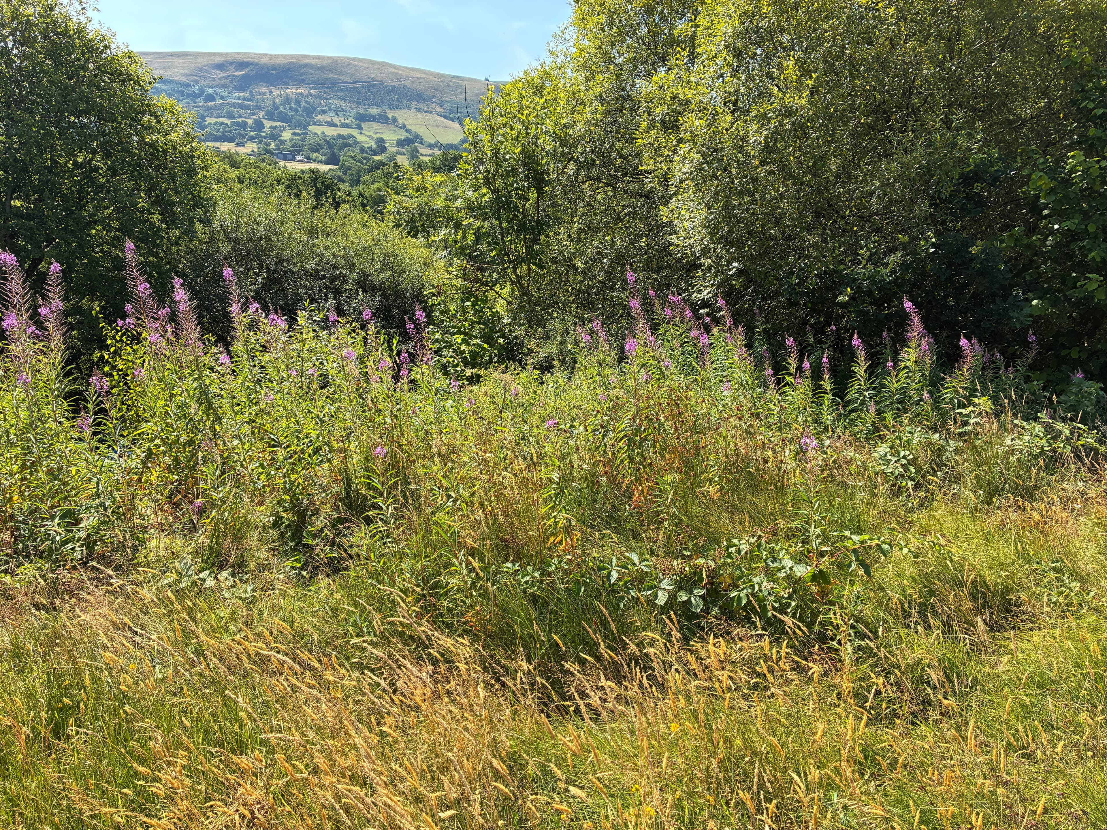 Oakwood during July 2026 – Issue 8 photograph 17