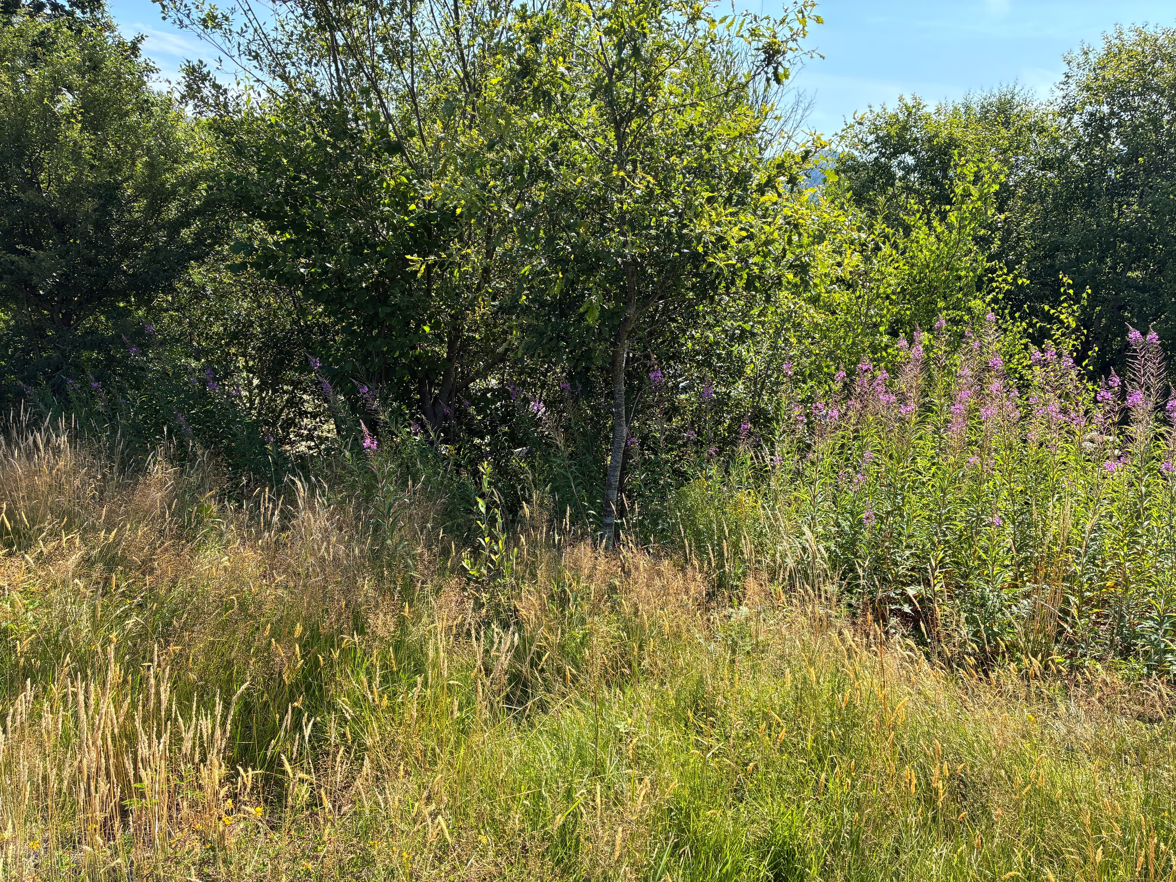 Oakwood during July 2026 – Issue 8 photograph 18
