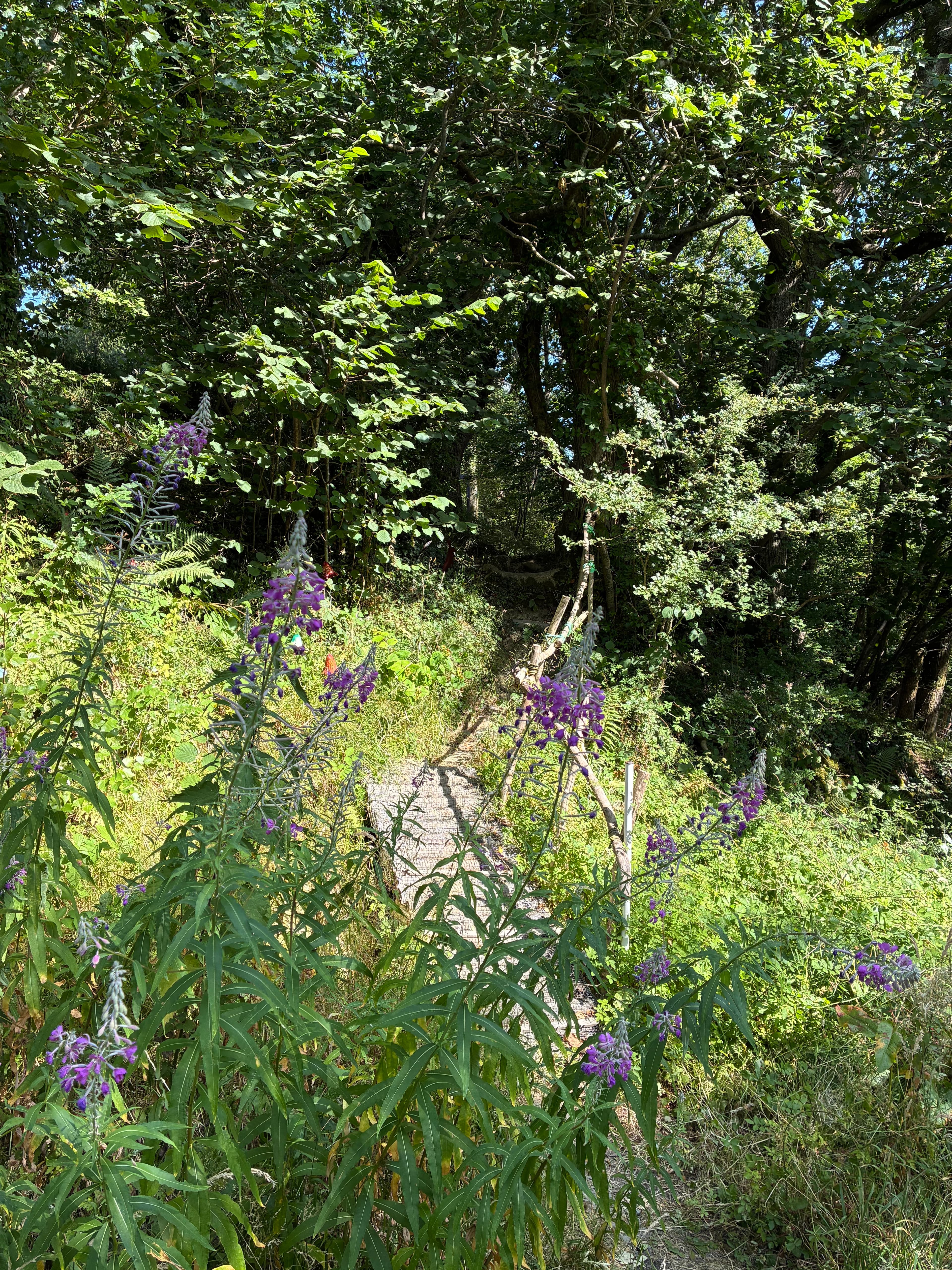 Oakwood during July 2026 – Issue 8 photograph 19