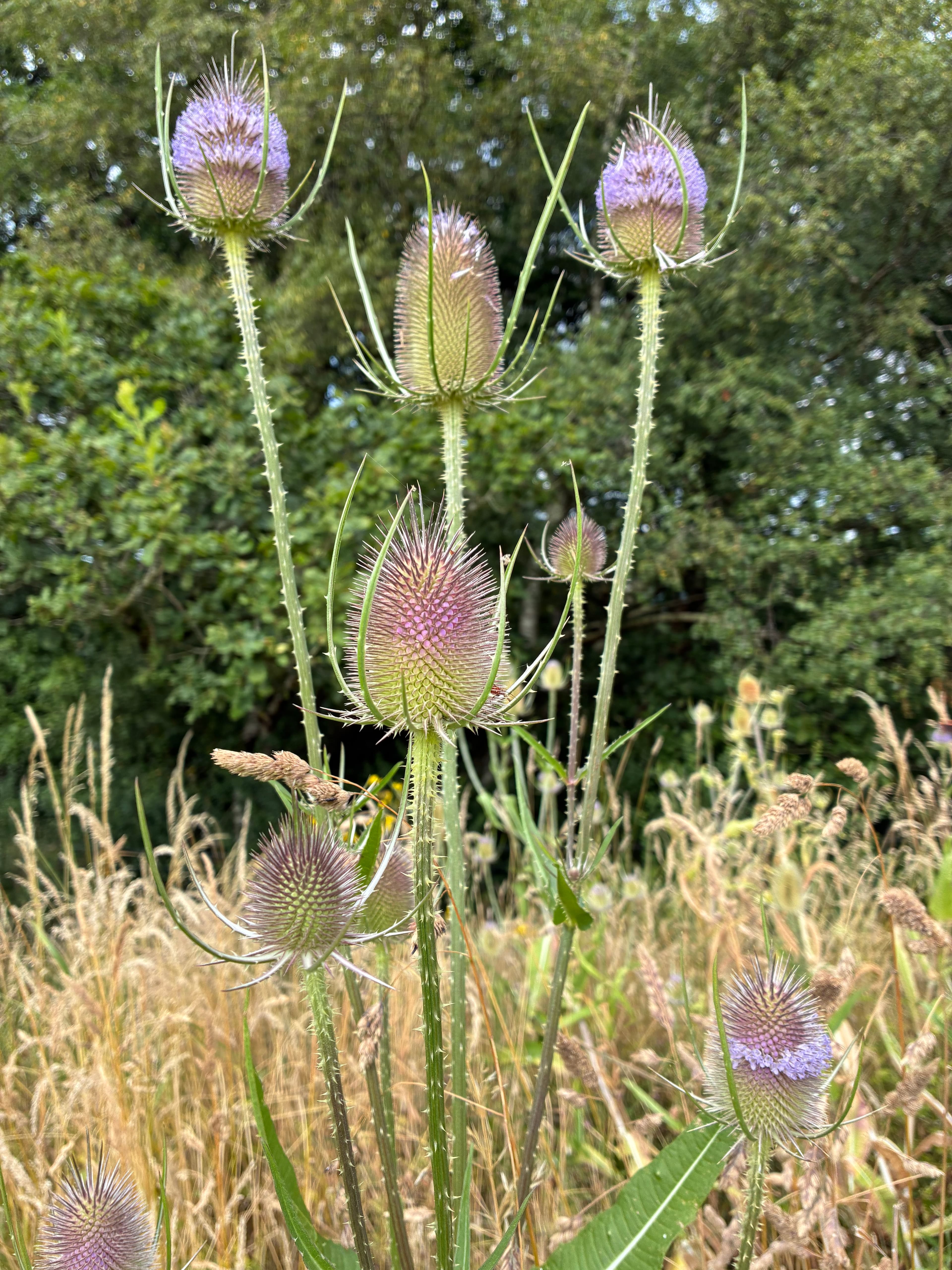 Oakwood during July 2026 – Issue 8 photograph 9
