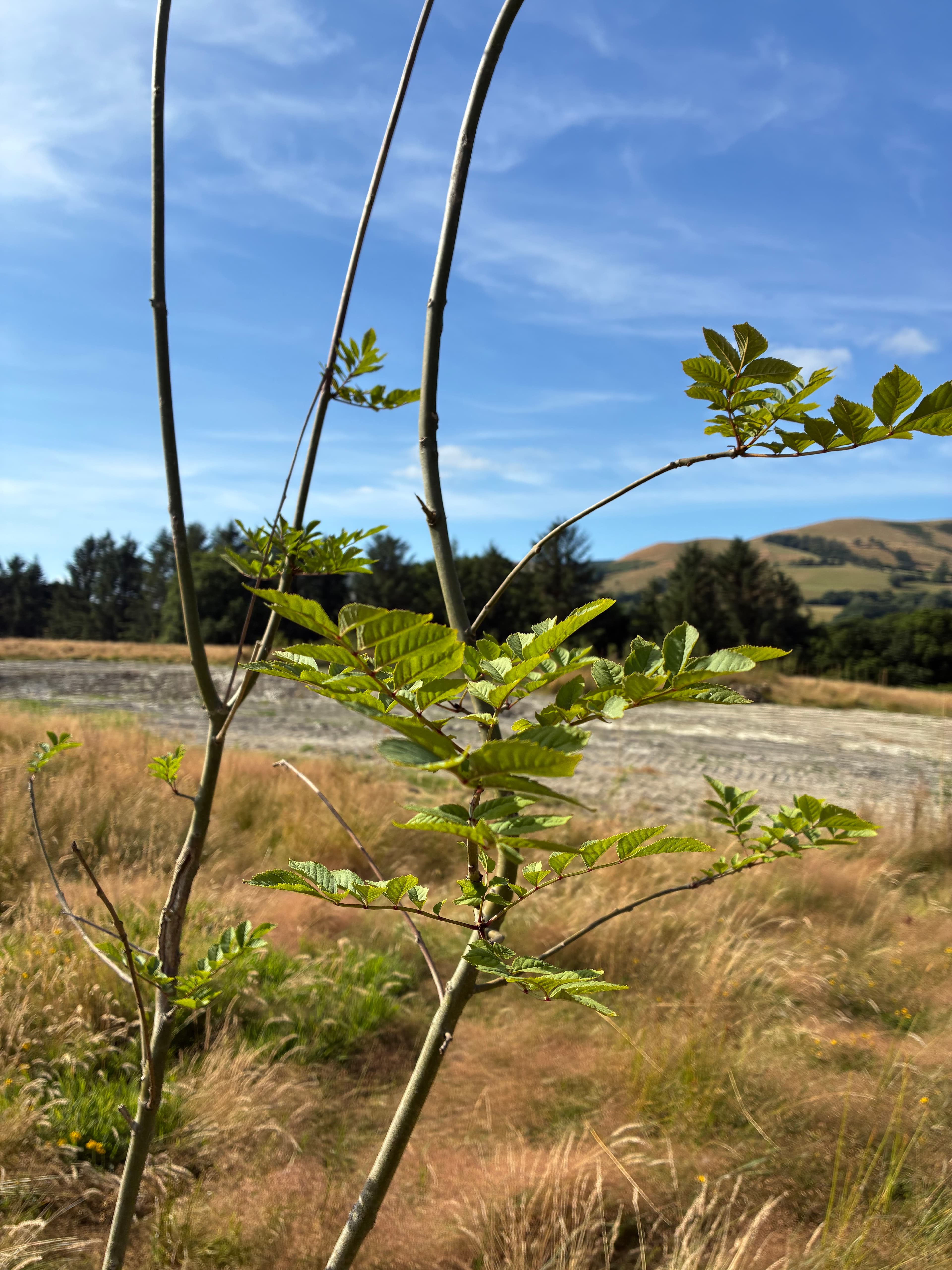 Oakwood during July 2026 – Issue 9 photograph 6