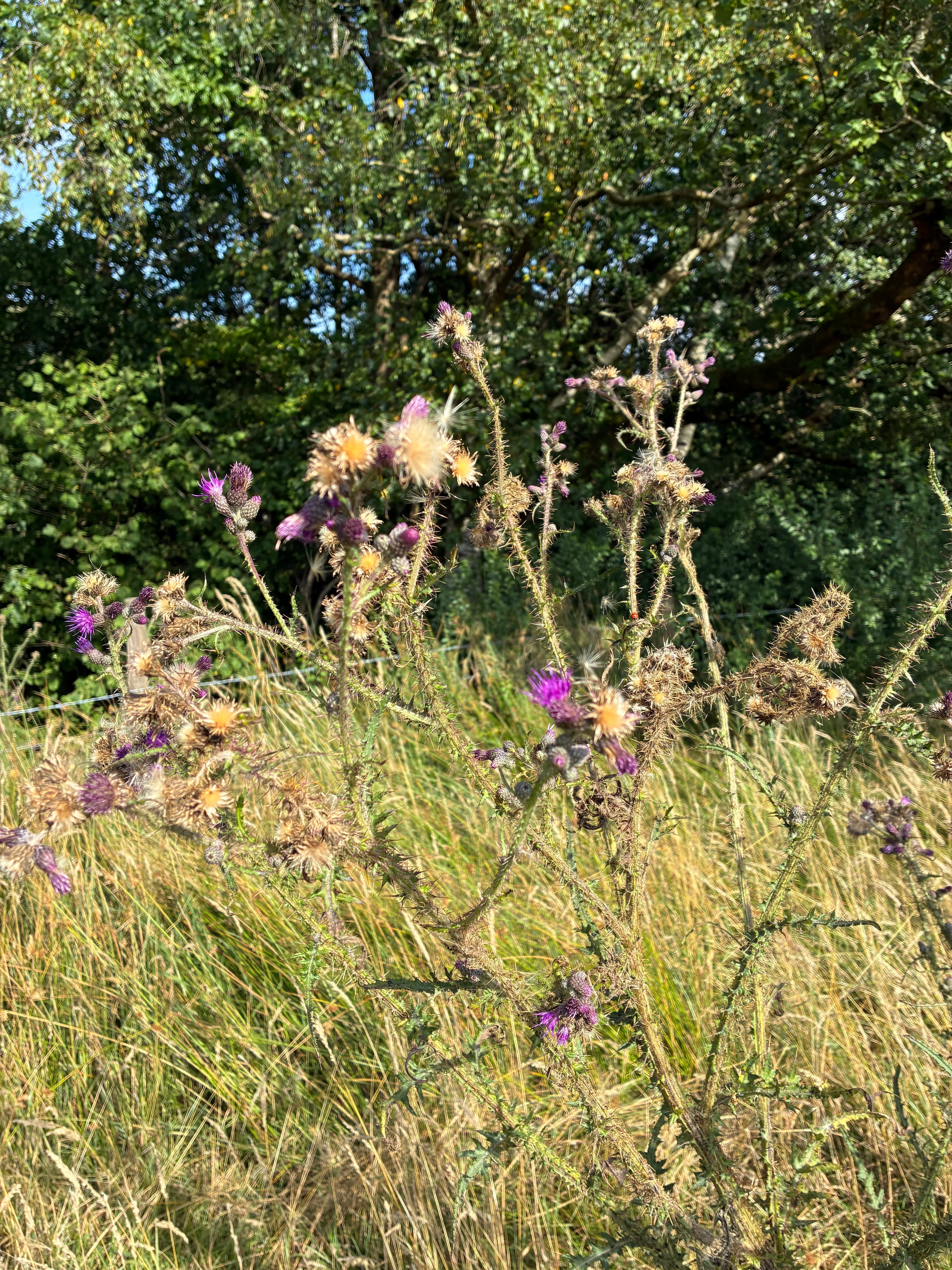 Oakwood during July 2026 – Issue 9 photograph 8
