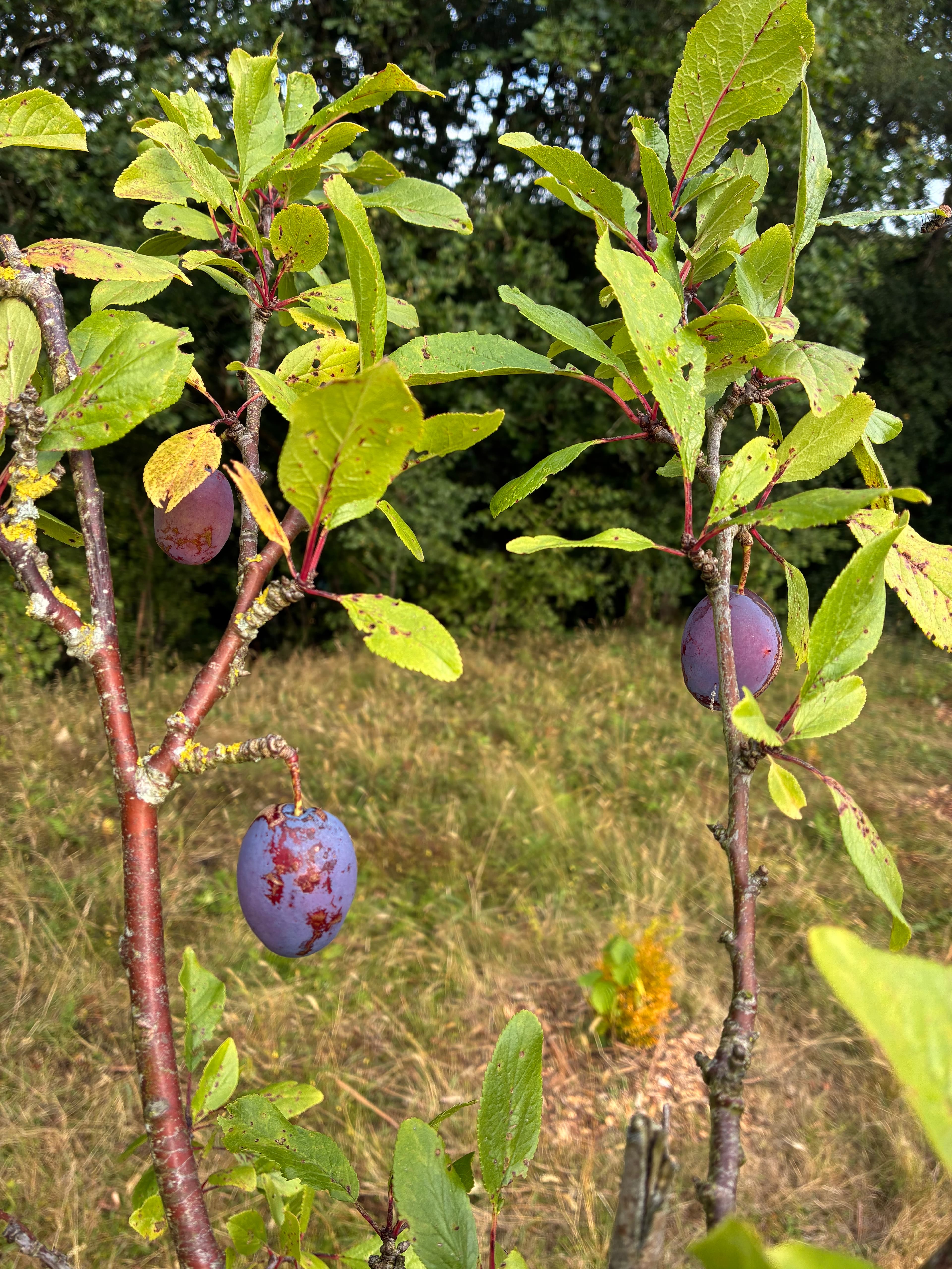 Oakwood photograph 23, August 2026
