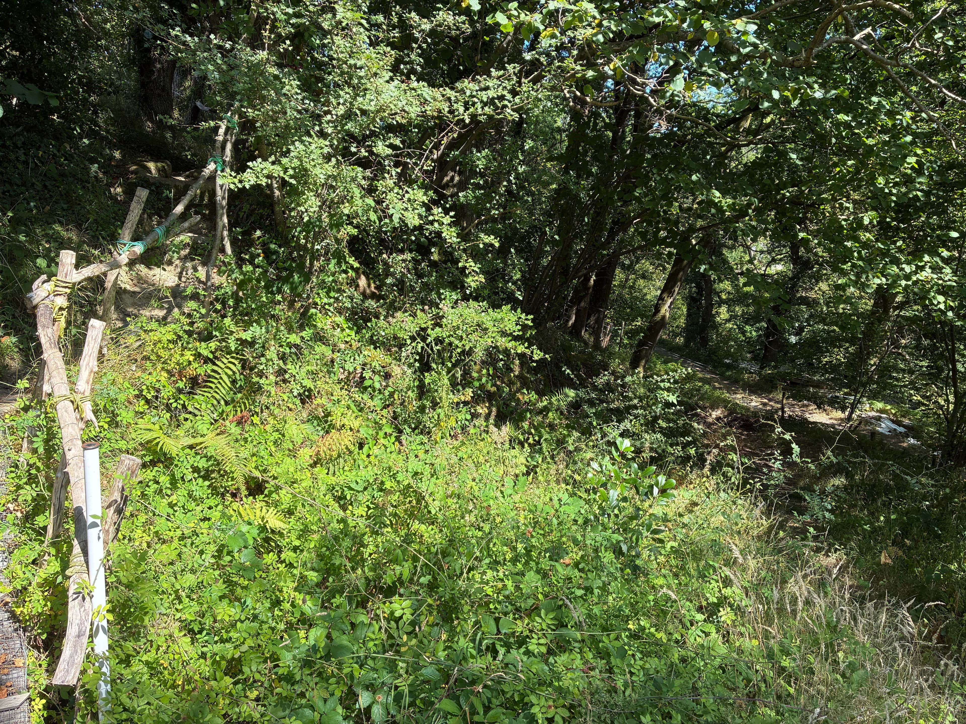 Oakwood photograph 34, August 2026
