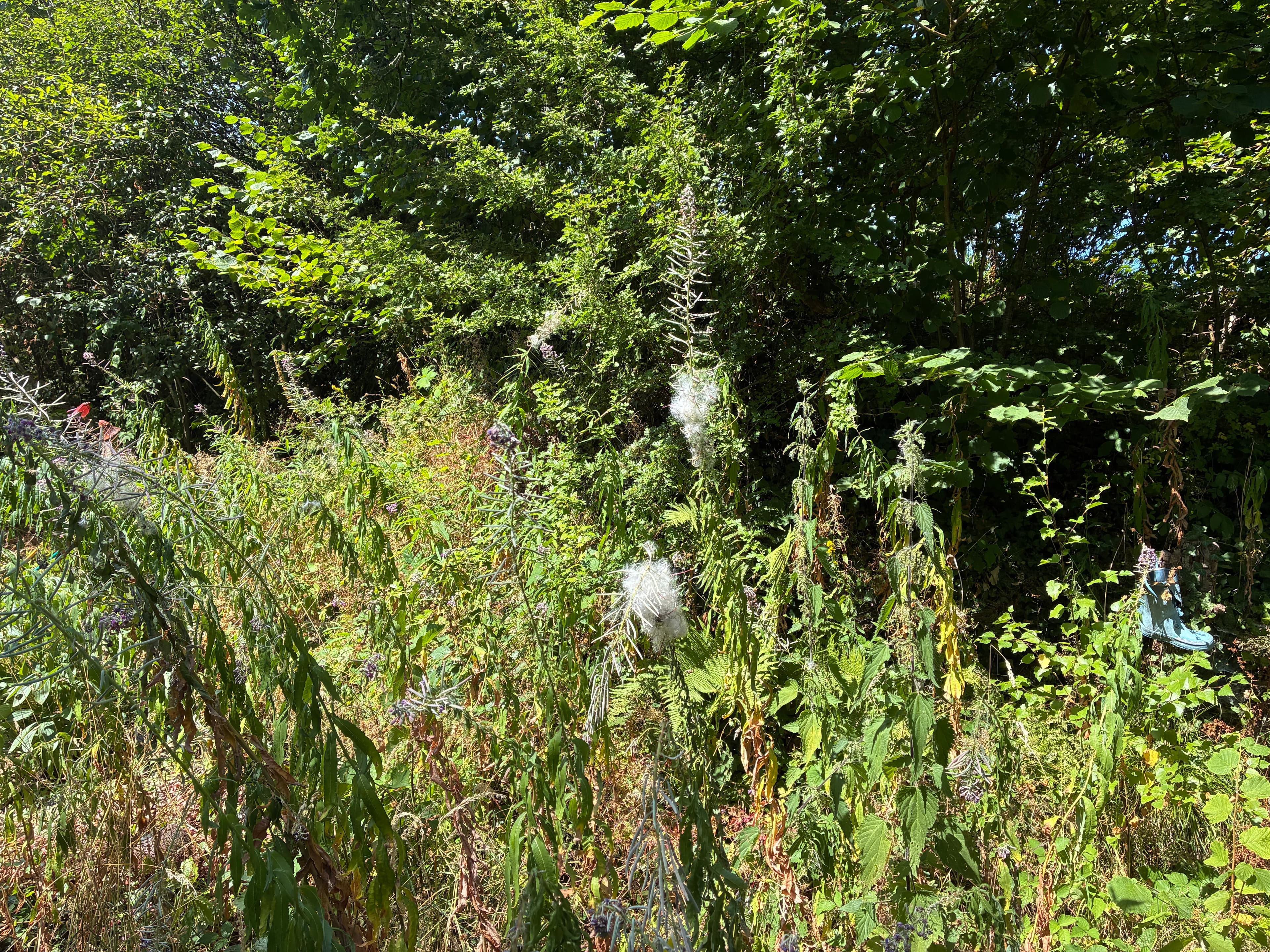 Oakwood photograph 36, August 2026