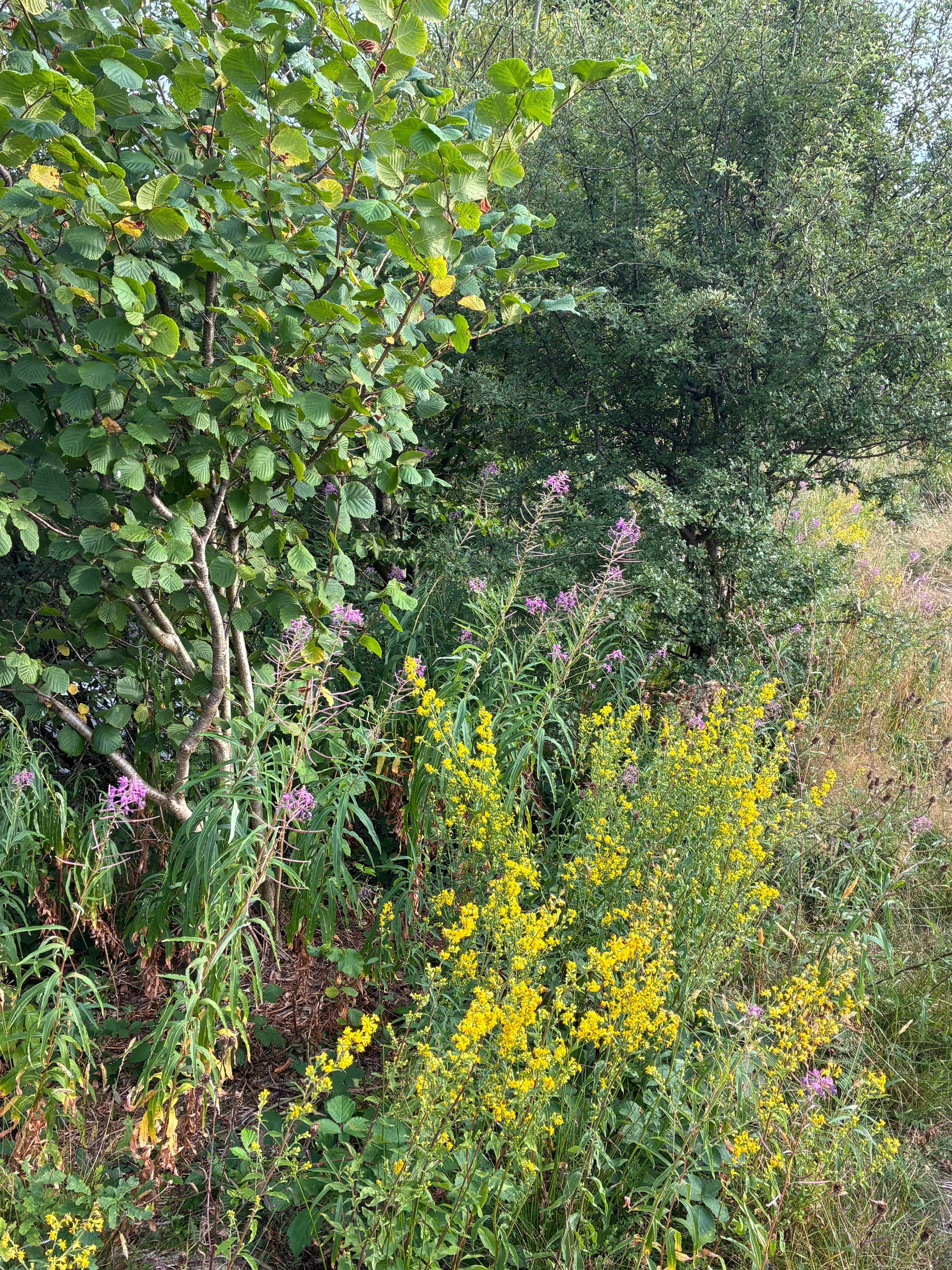 Oakwood photograph 25, August 2026
