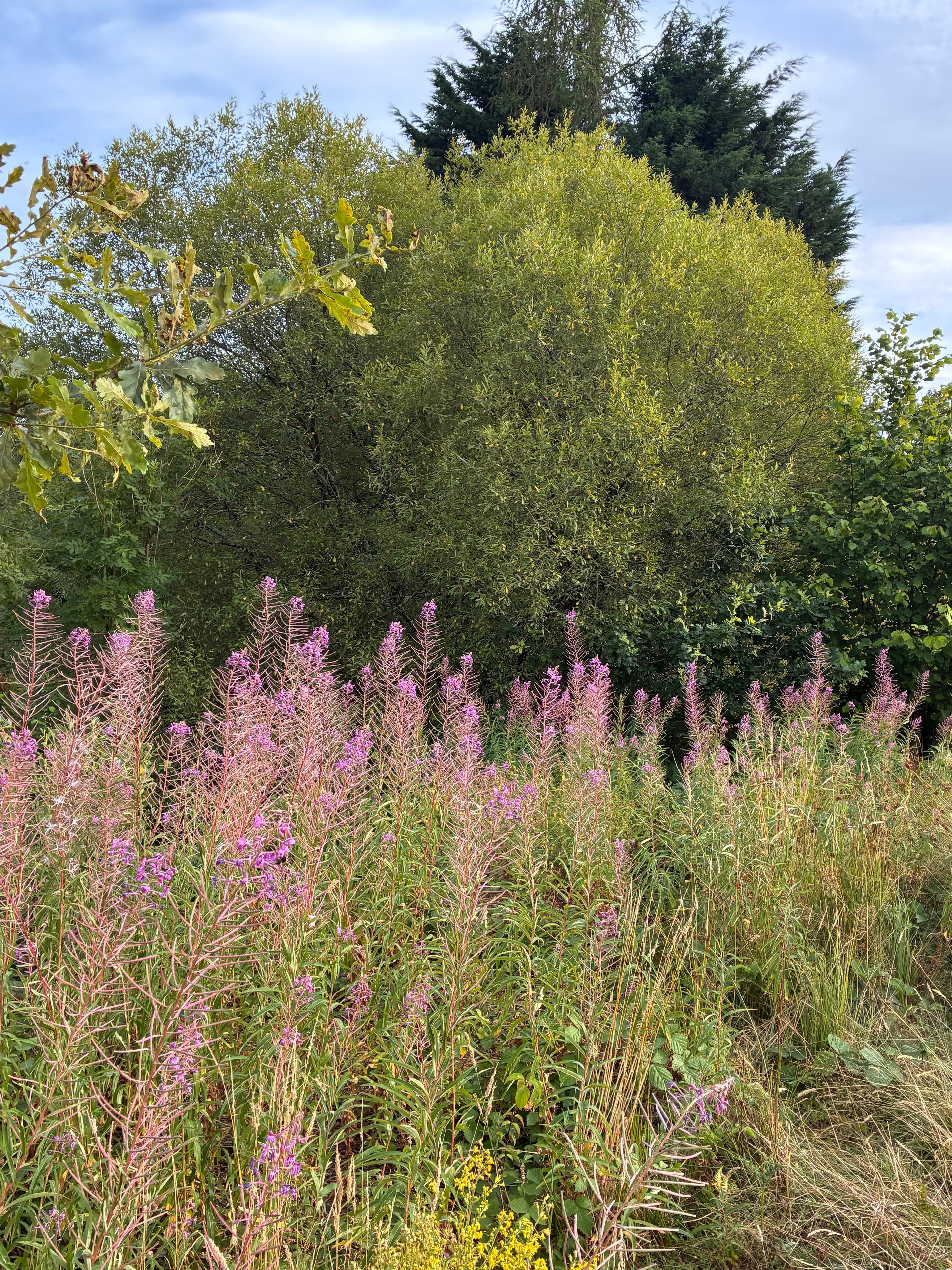 Oakwood photograph 26, August 2026