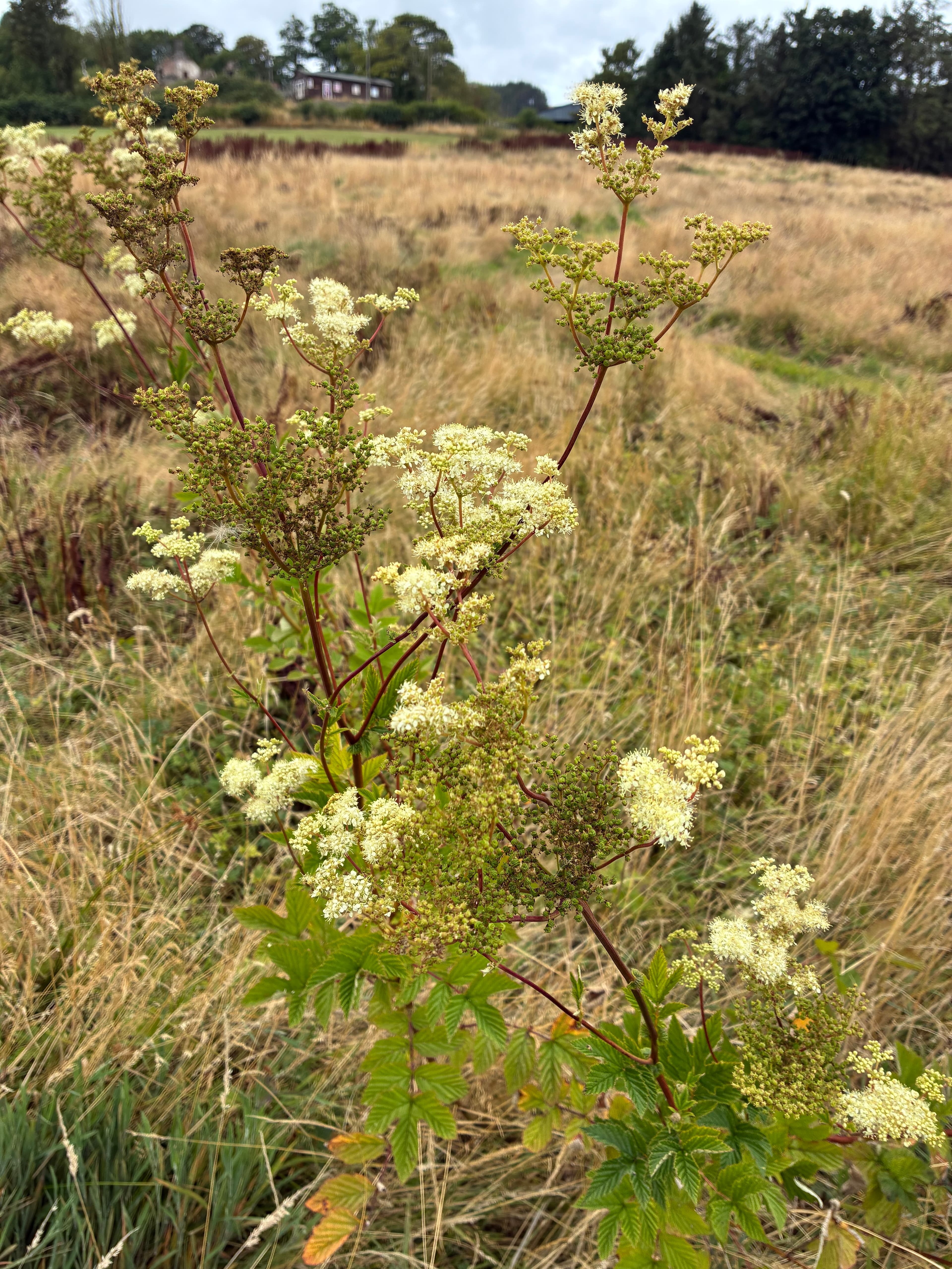 Oakwood photograph 11, August 2026