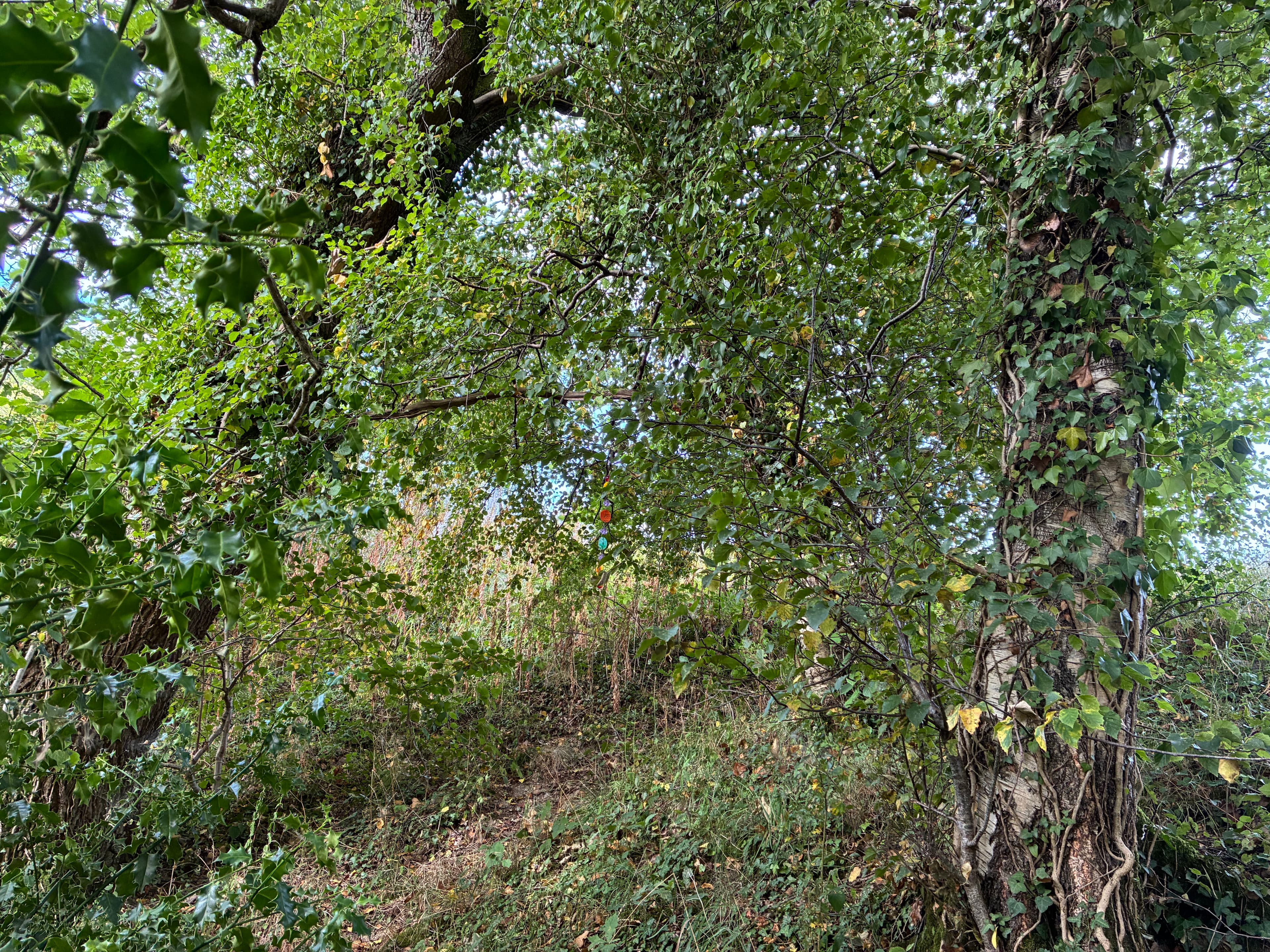 Oakwood photograph 13, August 2026