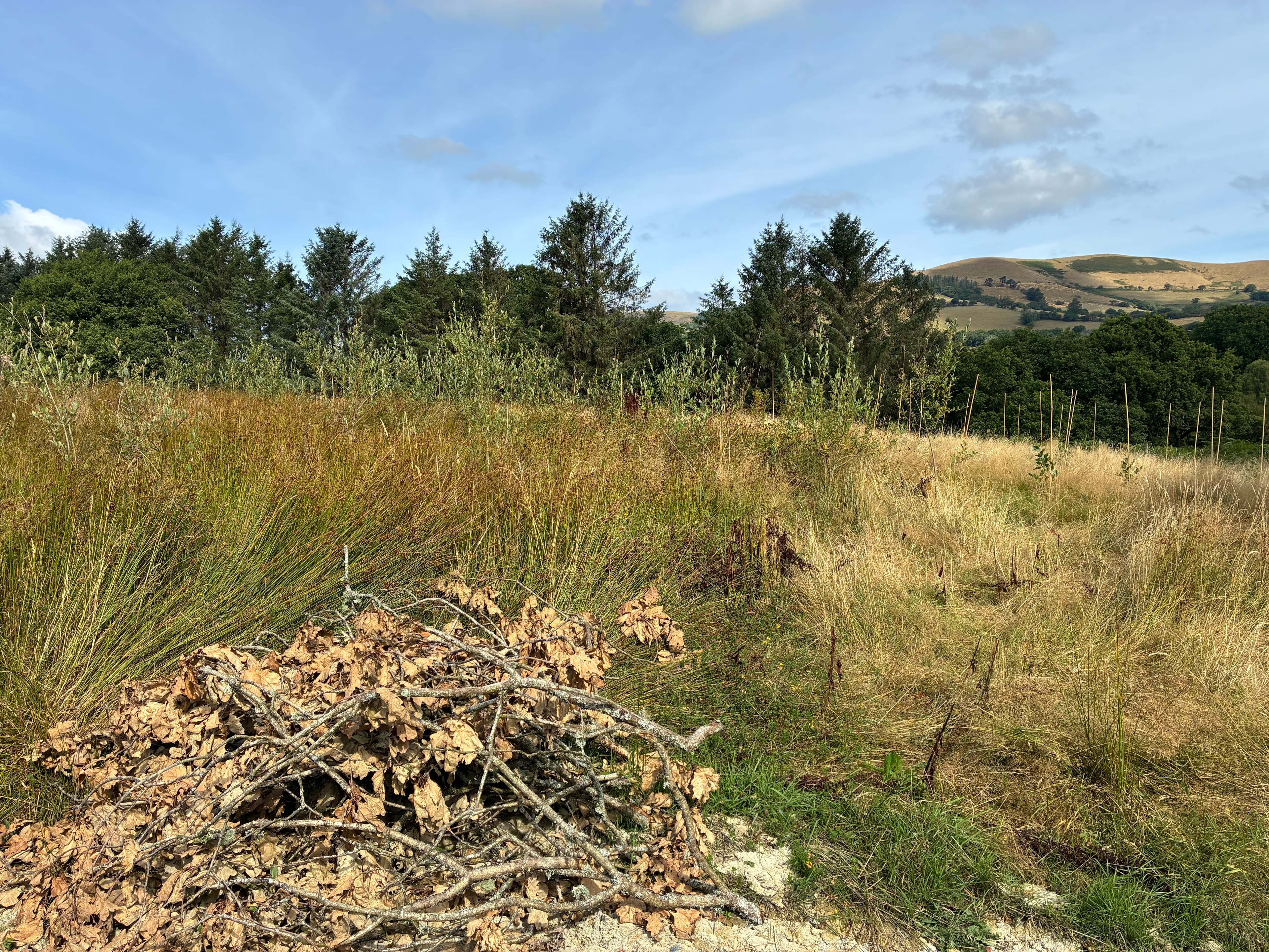 Oakwood photograph 16, August 2026
