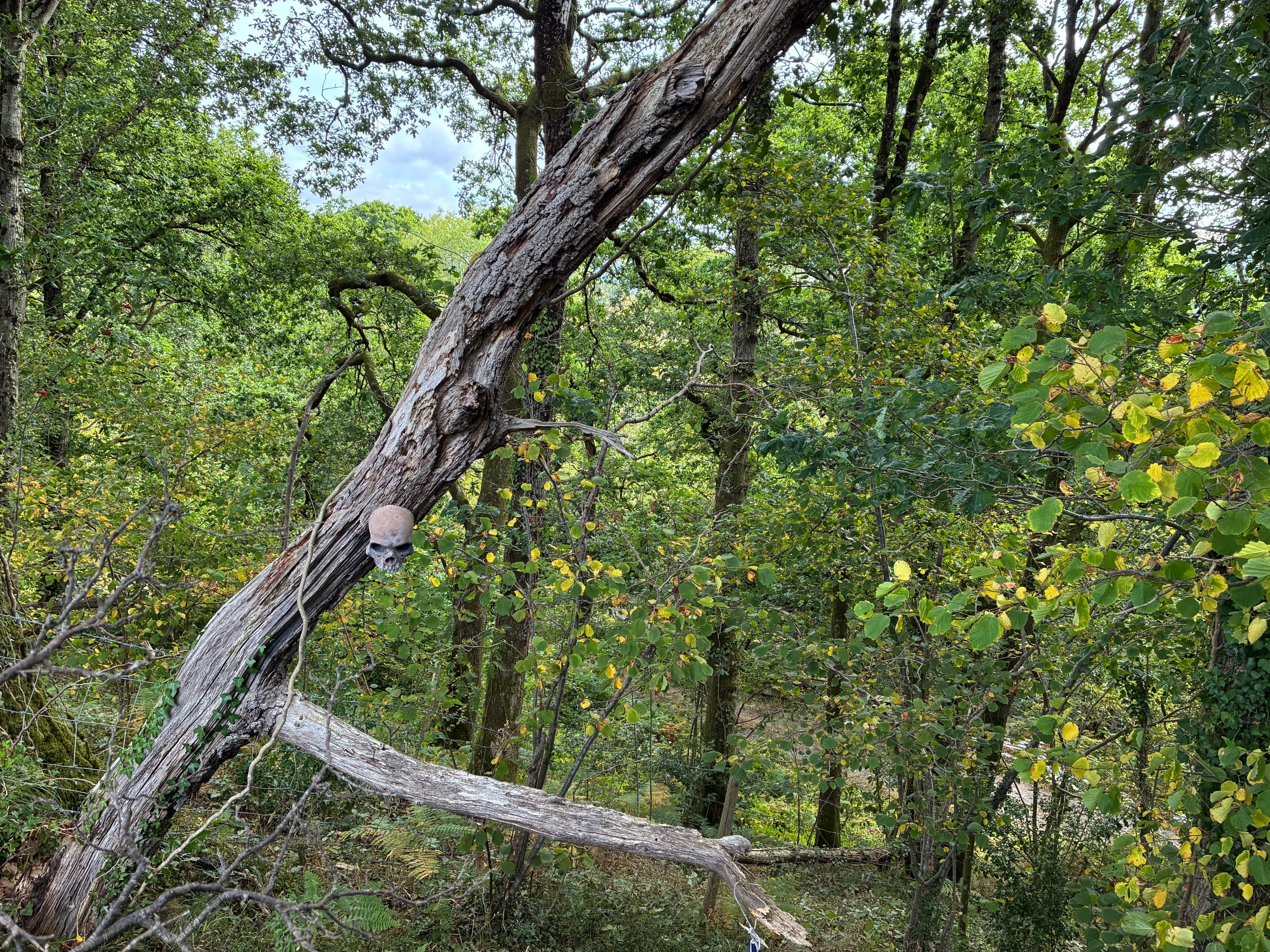 Oakwood photograph 18, August 2026