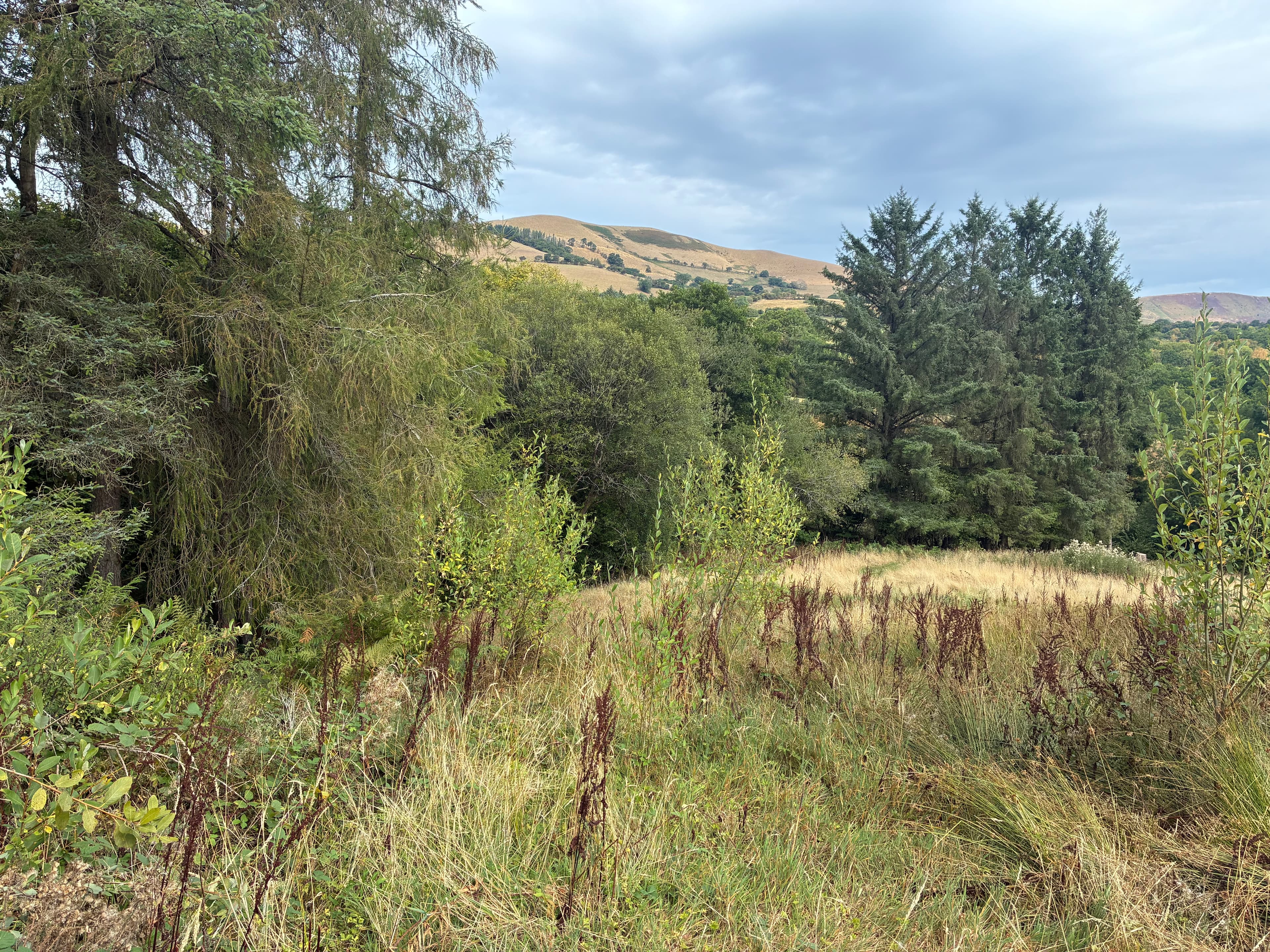 Oakwood photograph 4, August 2026