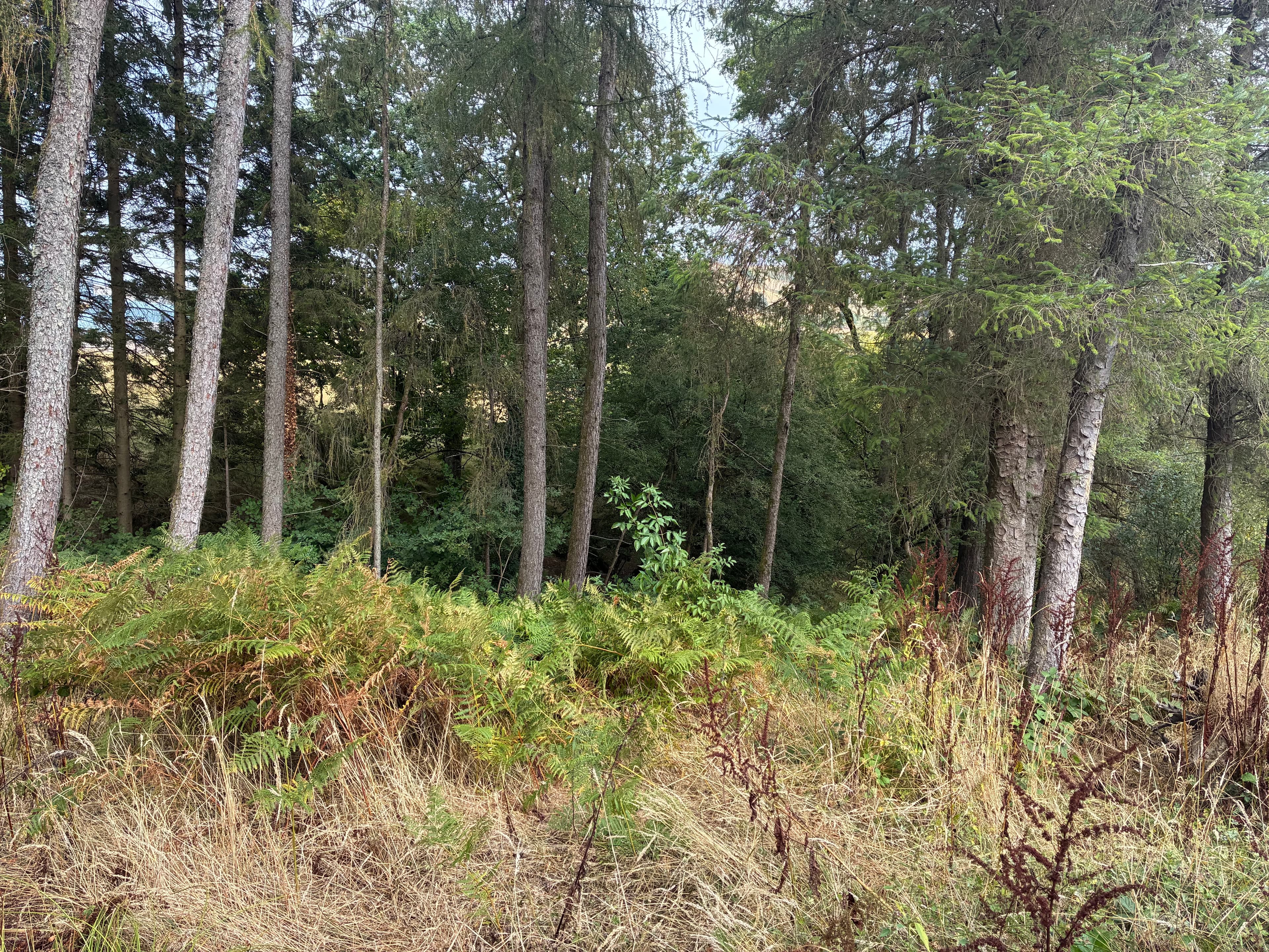 Oakwood photograph 5, August 2026