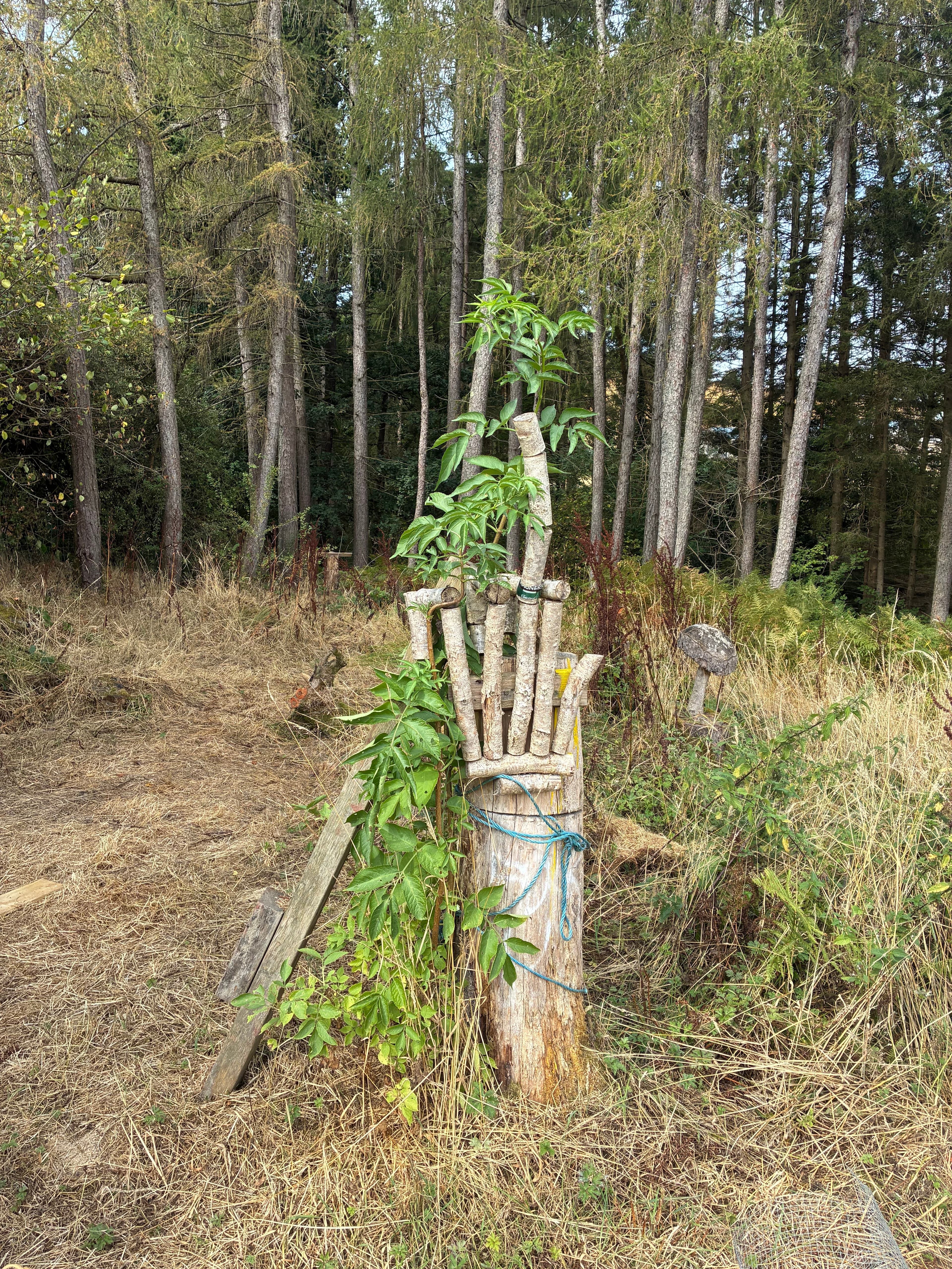 Oakwood photograph 6, August 2026