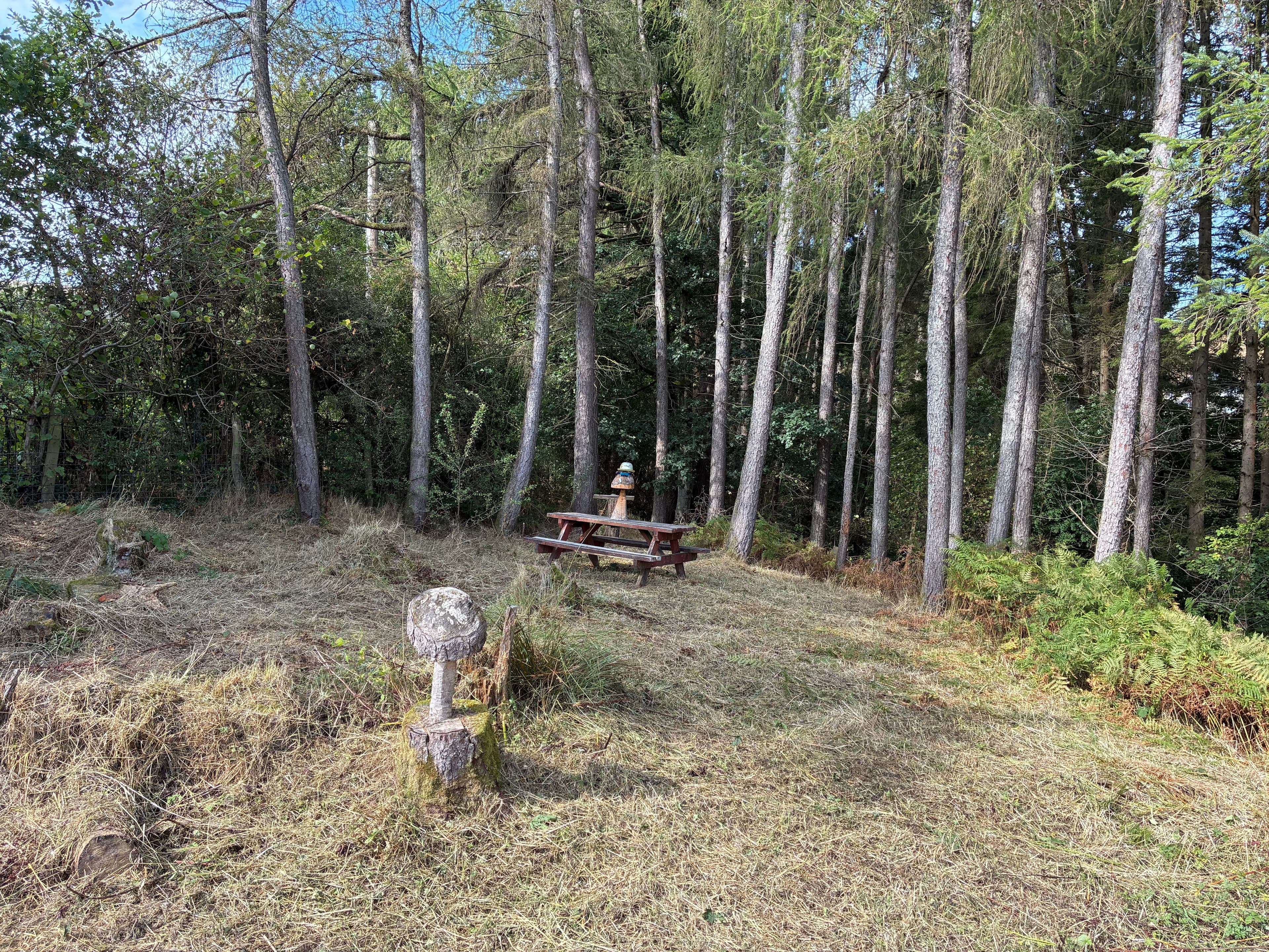 Oakwood photograph 1, August 2026